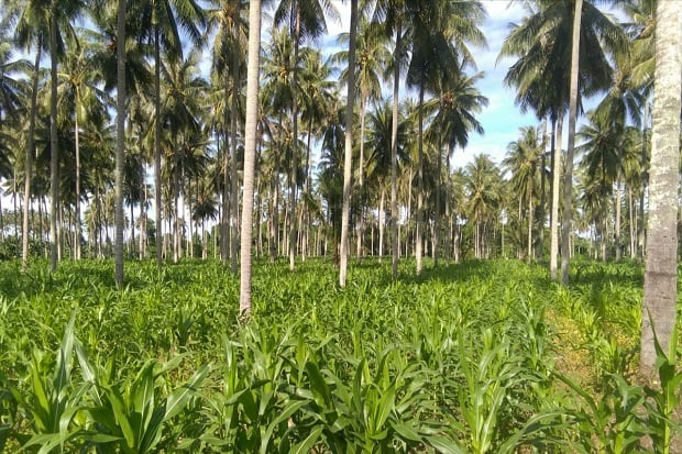 Menguatkan Kendali Manajemen Perkebunan Melalui Insight Eksekutif Berbasis Data